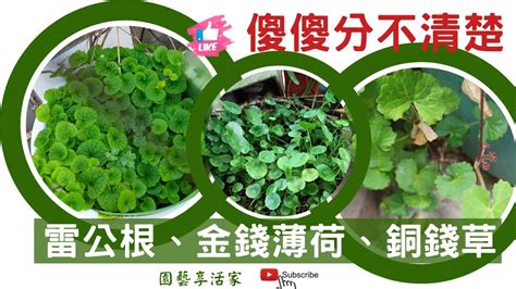 金錢薄荷禁忌|金錢薄荷：功效、營養價值、禁忌、正確食用方式